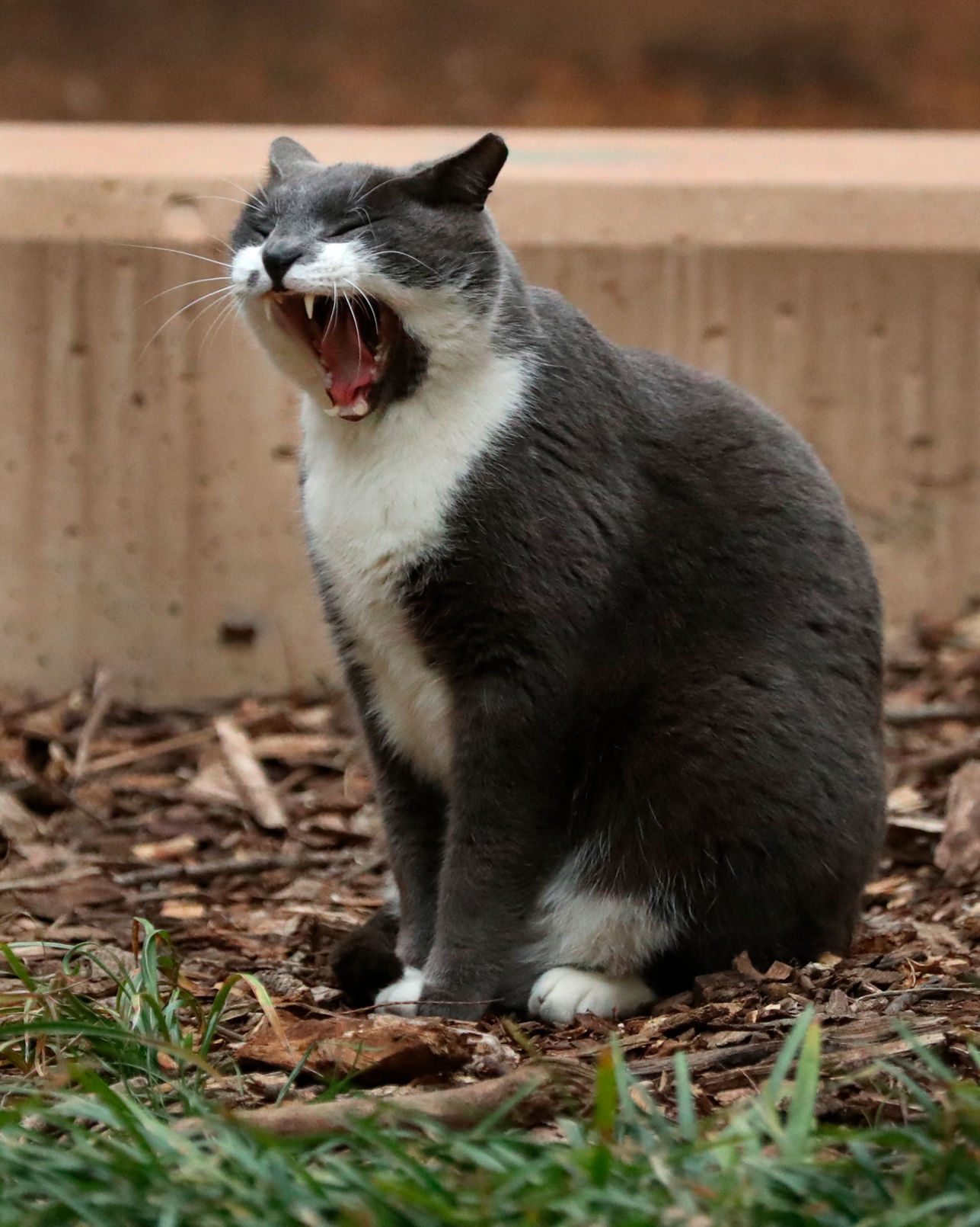 UTA Unfolded: Are the campus cats safe to touch? Have they been spayed/neutered?